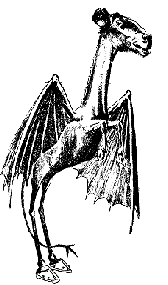 show me pictures of the jersey devil
