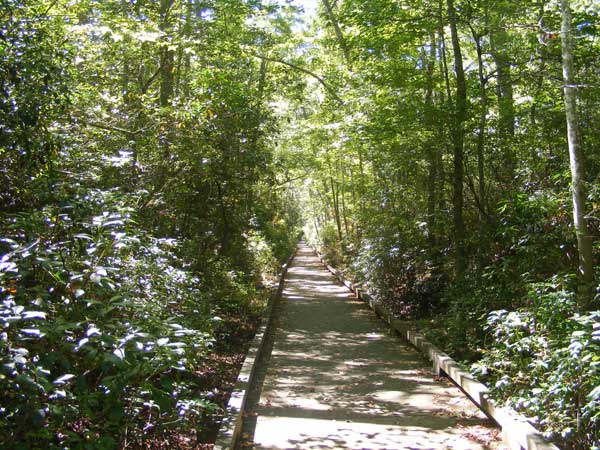 Swamp Trail Boardwalk