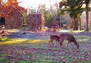 Deer grazing near glassworks ruins